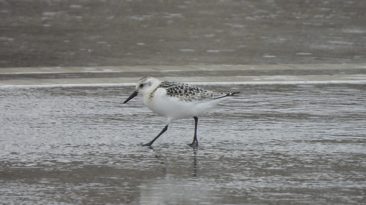 Sanderling - ML623301601