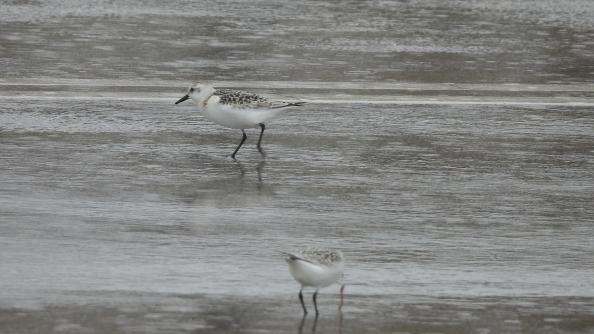 Sanderling - ML623301602