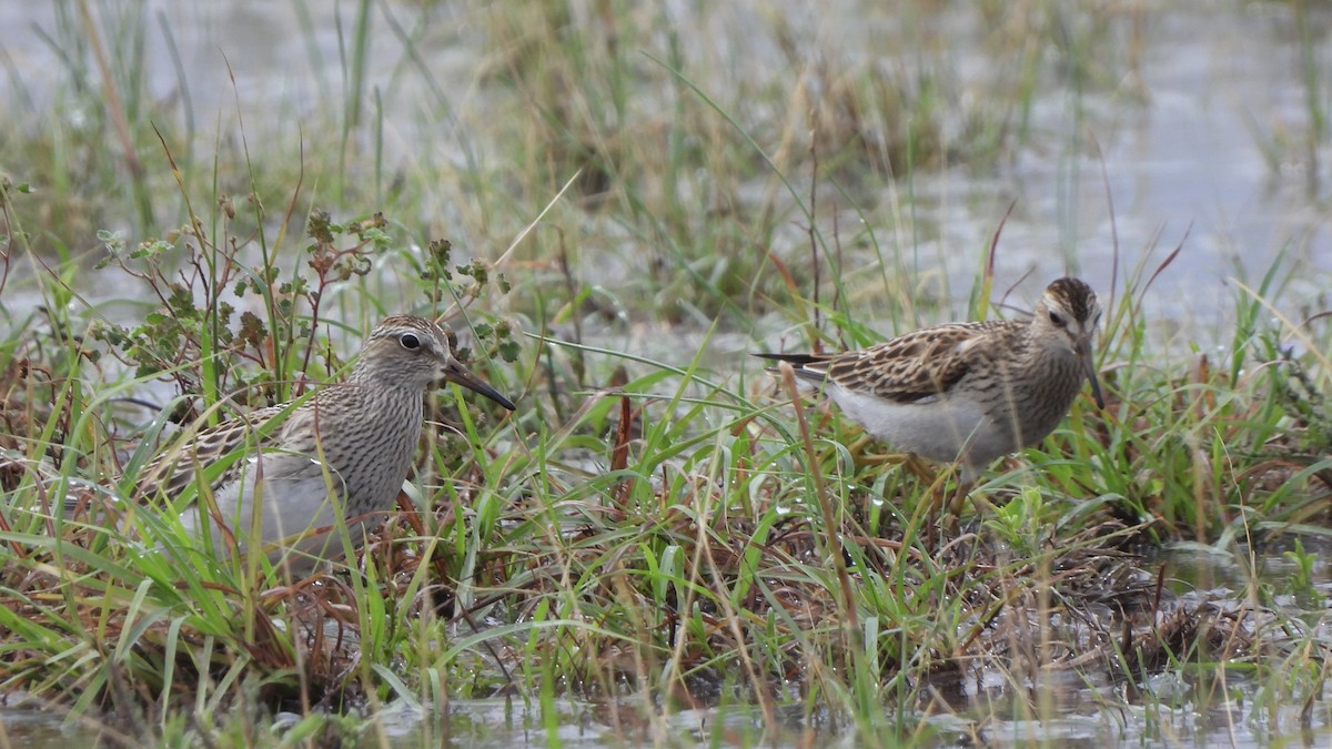 Pectoral Sandpiper - ML623301605