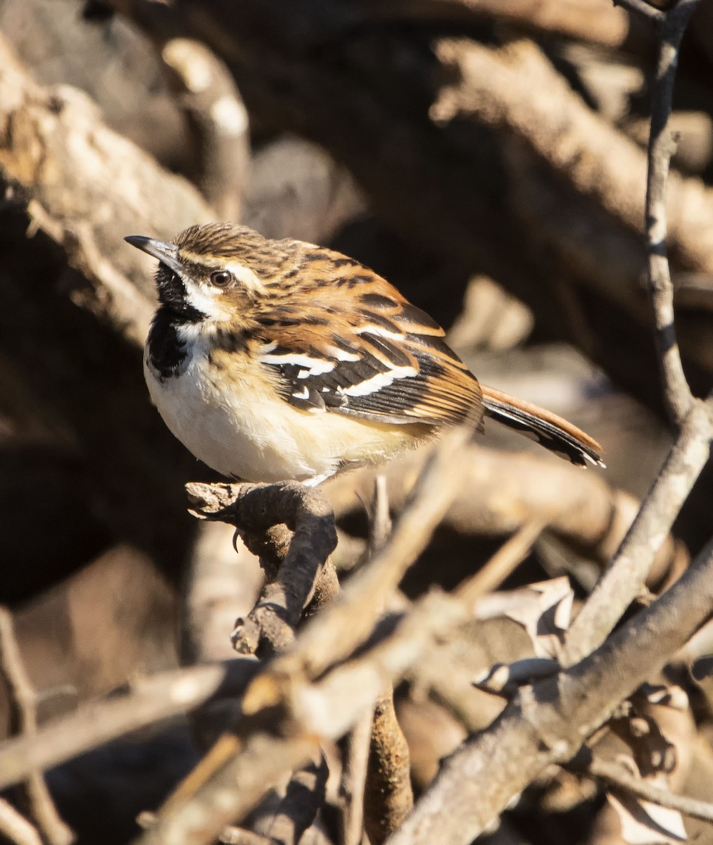 Stripe-backed Antbird - ML623301621