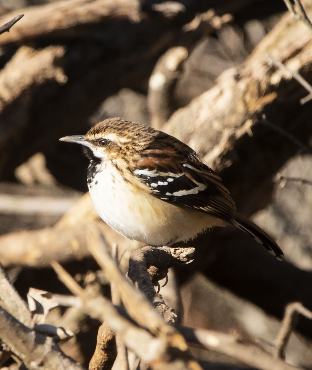 Stripe-backed Antbird - ML623301622