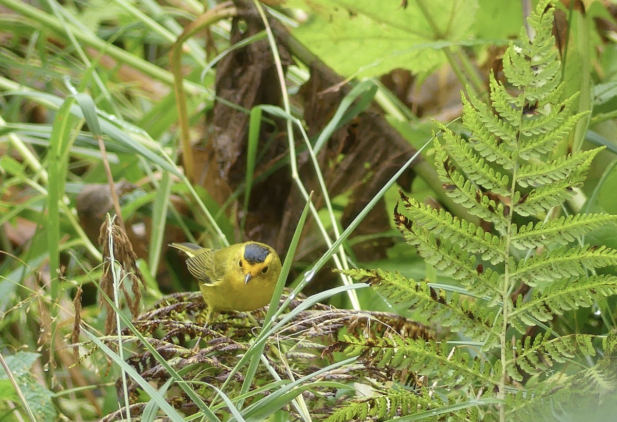 Wilson's Warbler - ML623301668