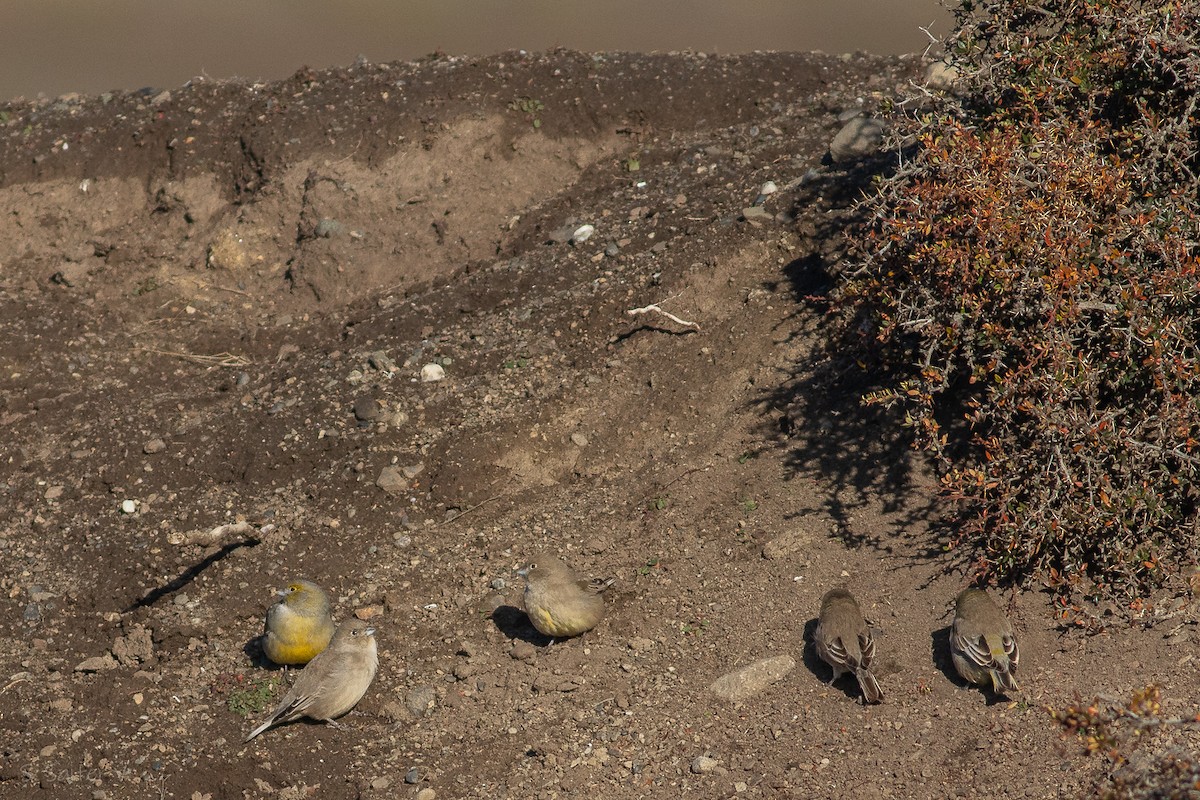 Patagonian Yellow-Finch - ML623301695