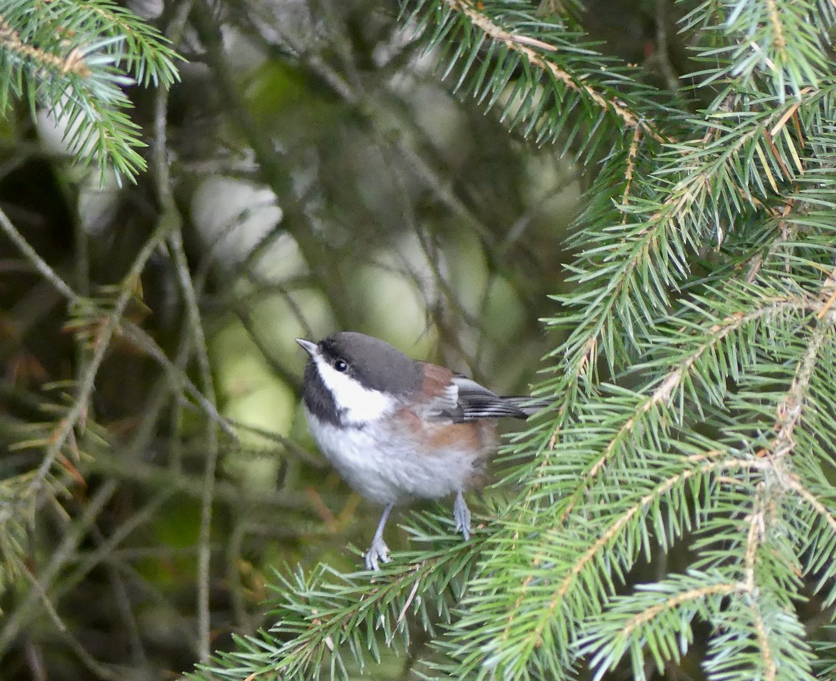 Chestnut-backed Chickadee - ML623301708