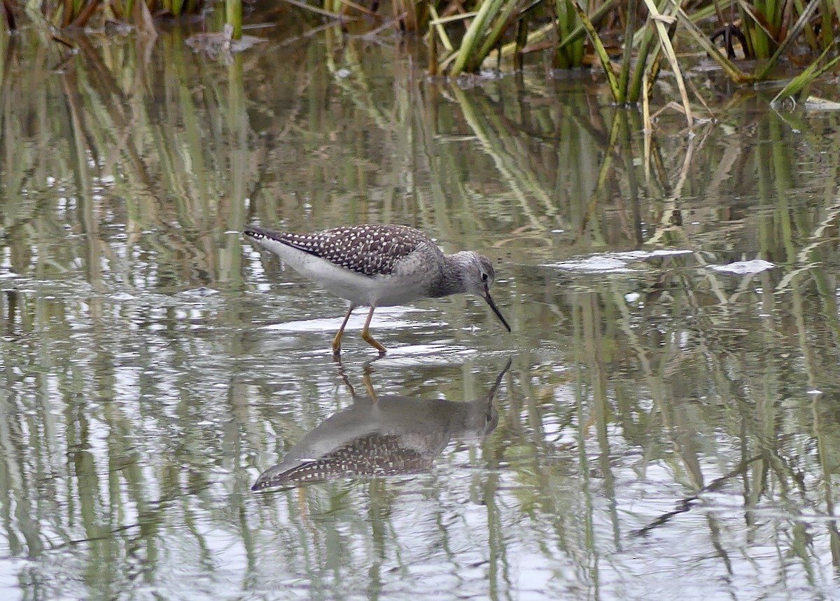 Lesser Yellowlegs - ML623301825