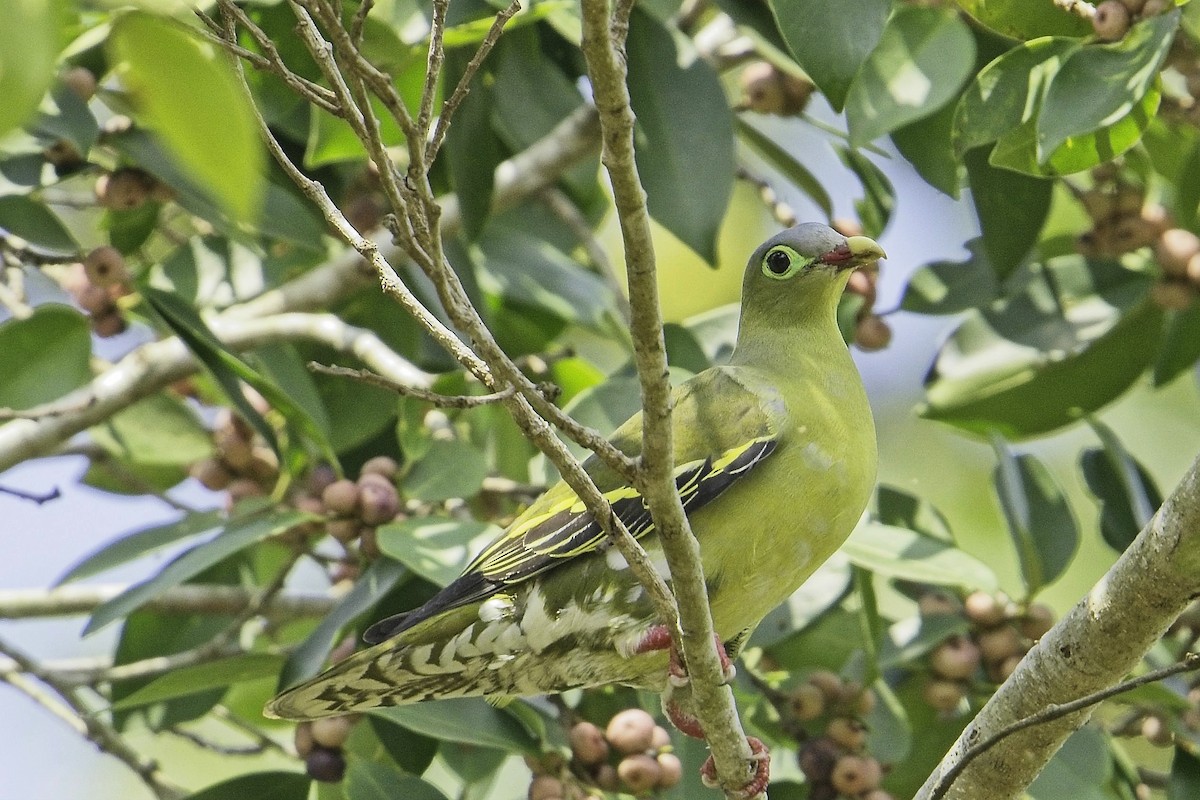 Thick-billed Green-Pigeon - ML623301880