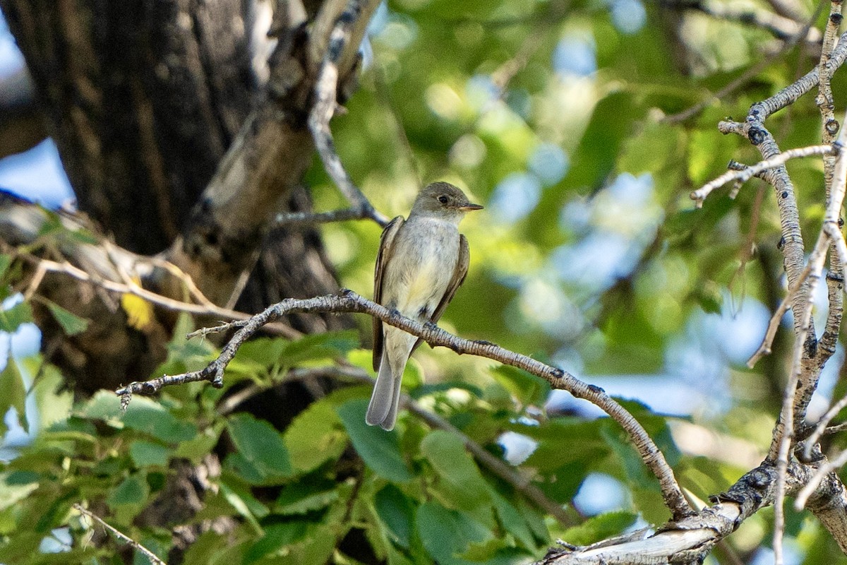 pewee sp. (Contopus sp.) - ML623301930