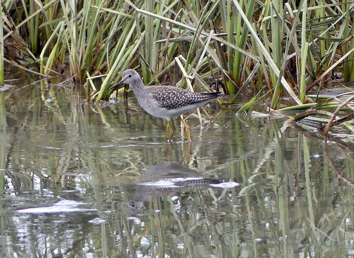 Lesser Yellowlegs - ML623302005