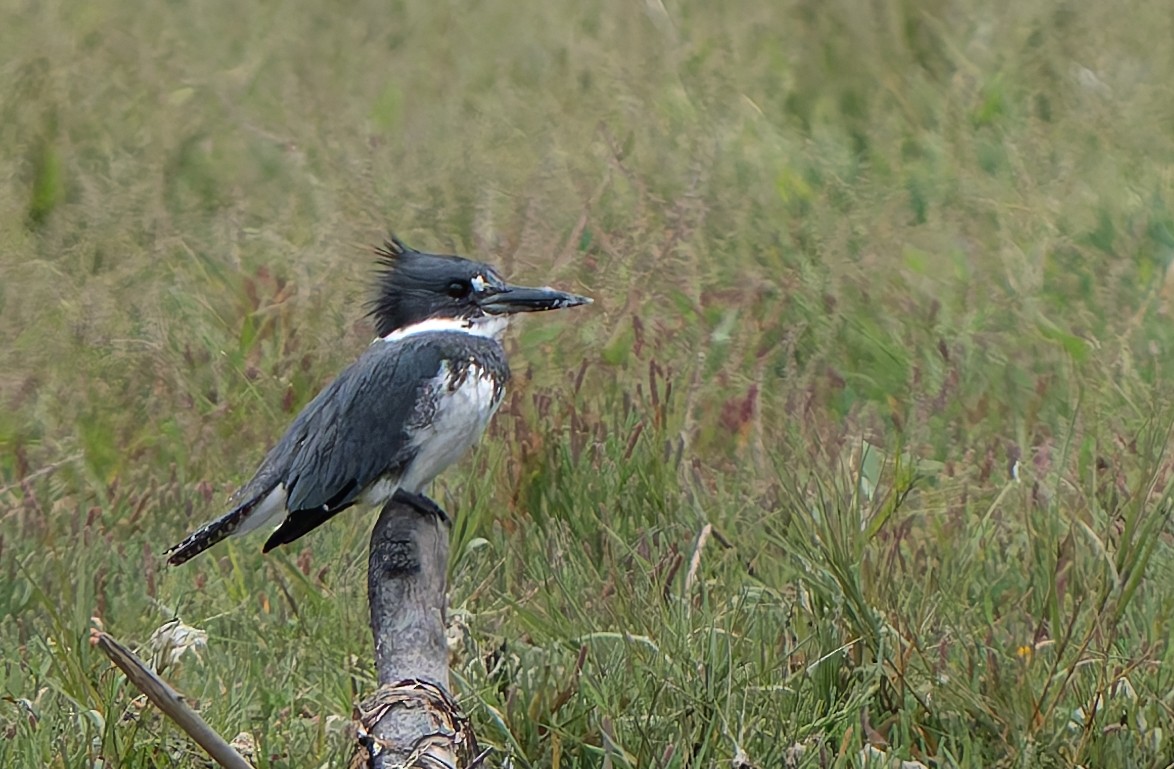 Belted Kingfisher - Barry McKenzie