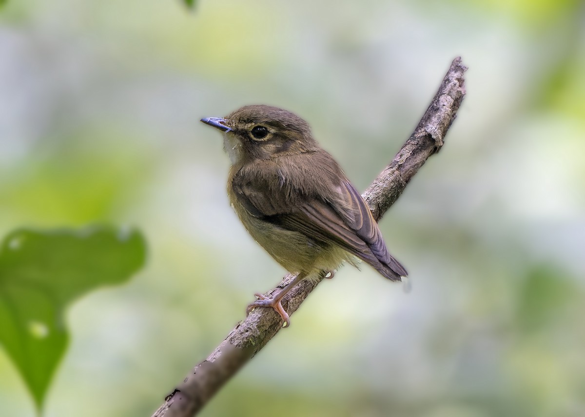 Stub-tailed Spadebill - Guillermo  Saborío Vega