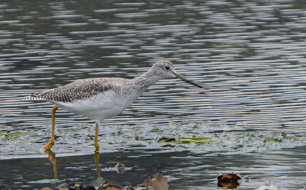 Greater Yellowlegs - Barry McKenzie