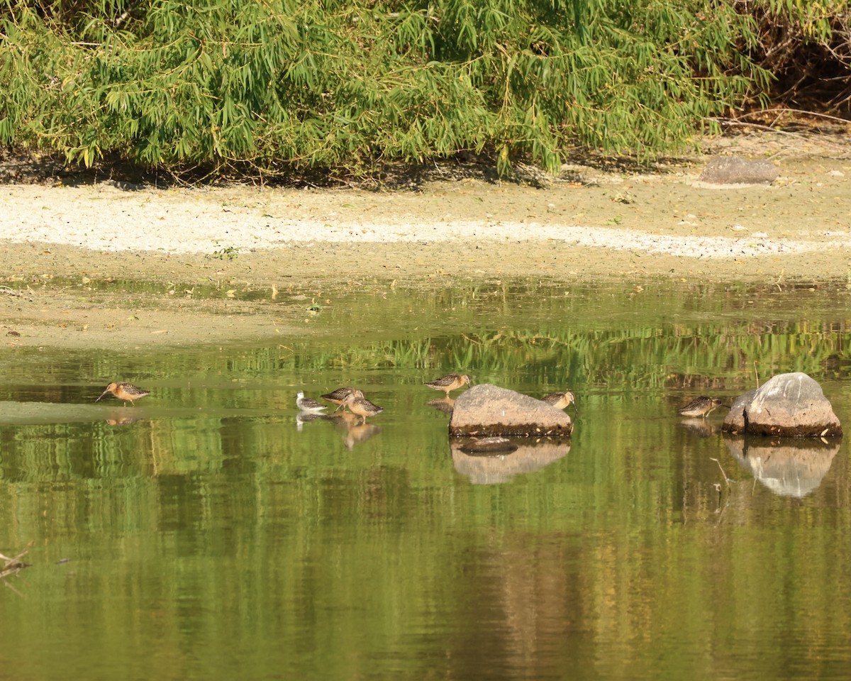 Long-billed Dowitcher - ML623302090