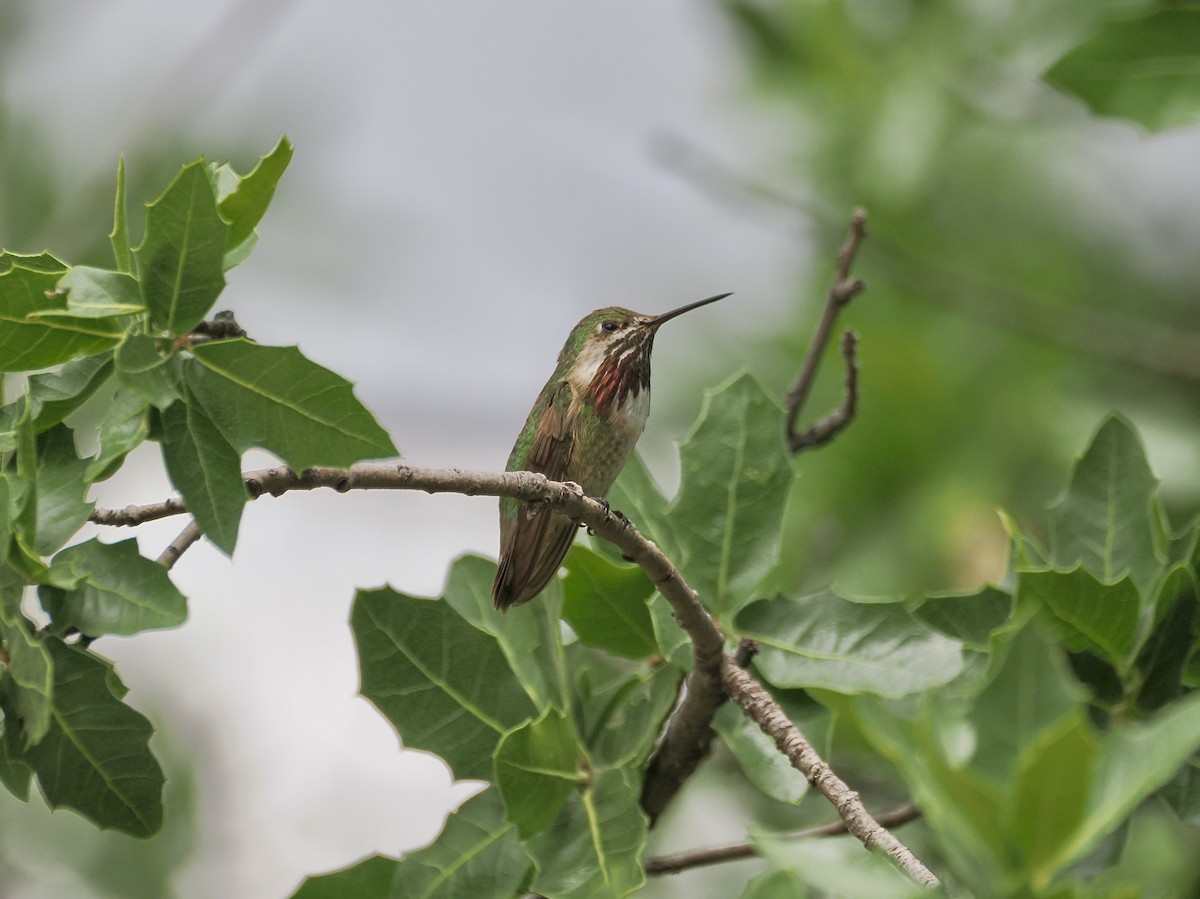 Calliope Hummingbird - ML623302102