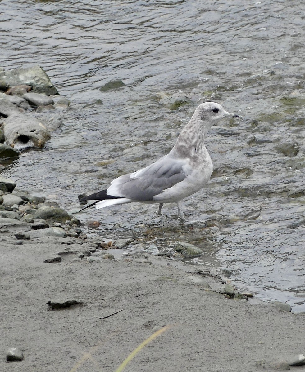 Short-billed Gull - ML623302103