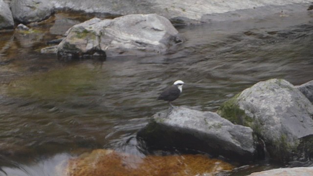White-capped Dipper - ML623302104