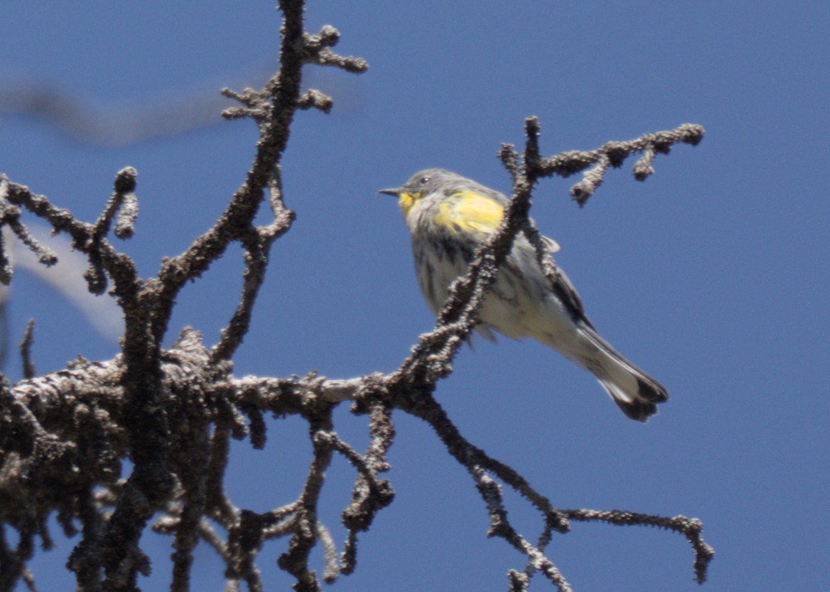 Yellow-rumped Warbler - ML623302140