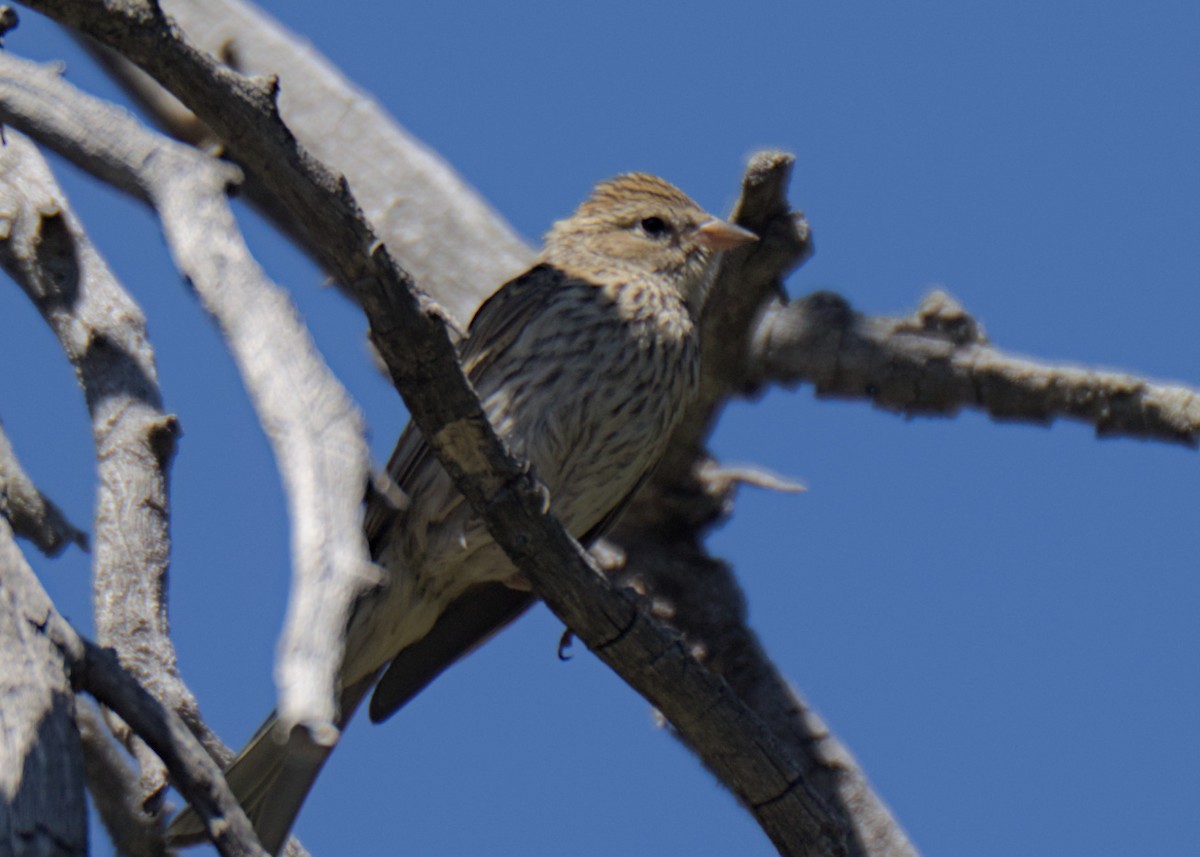 Chipping Sparrow - ML623302161