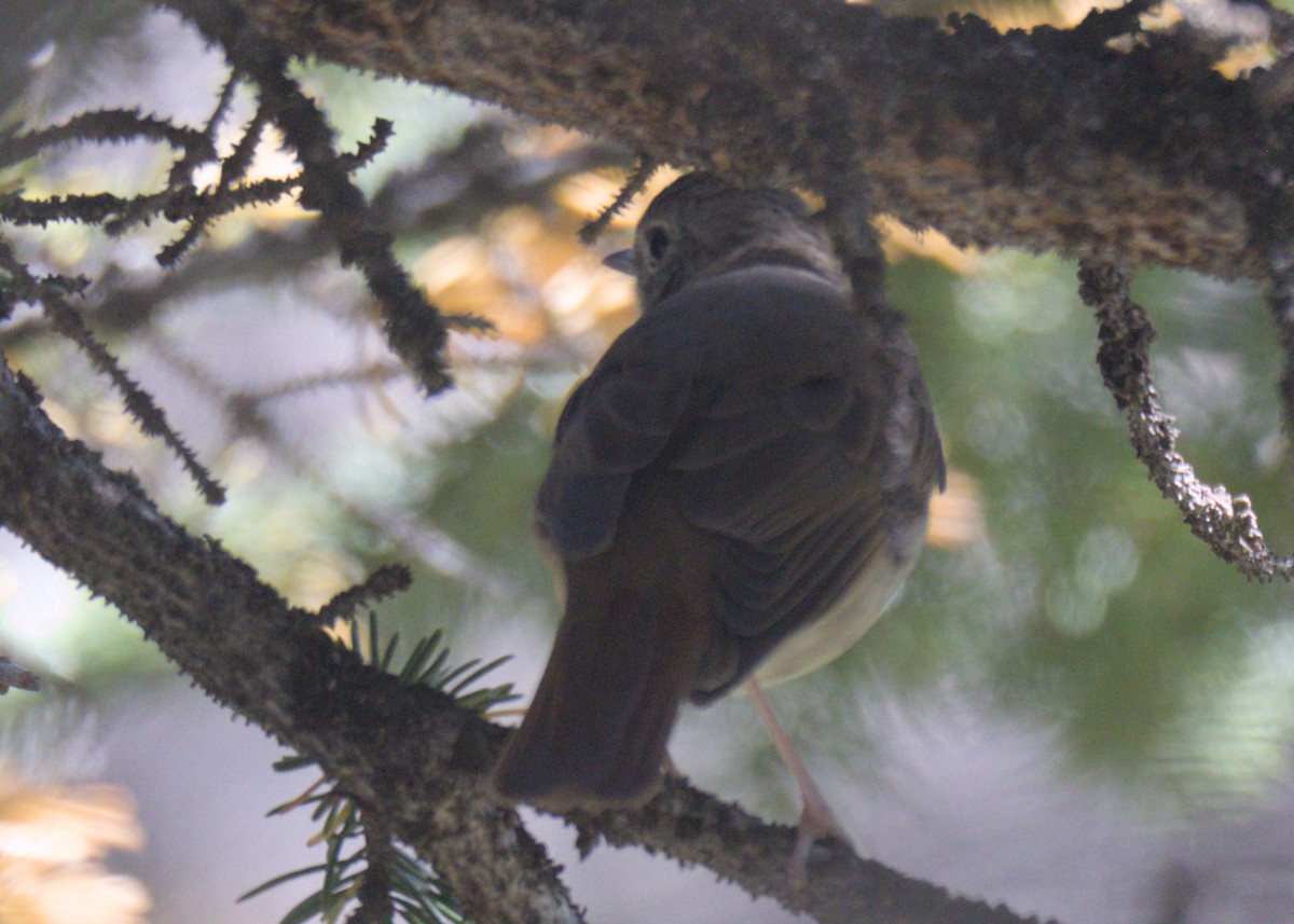 Hermit Thrush - ML623302168