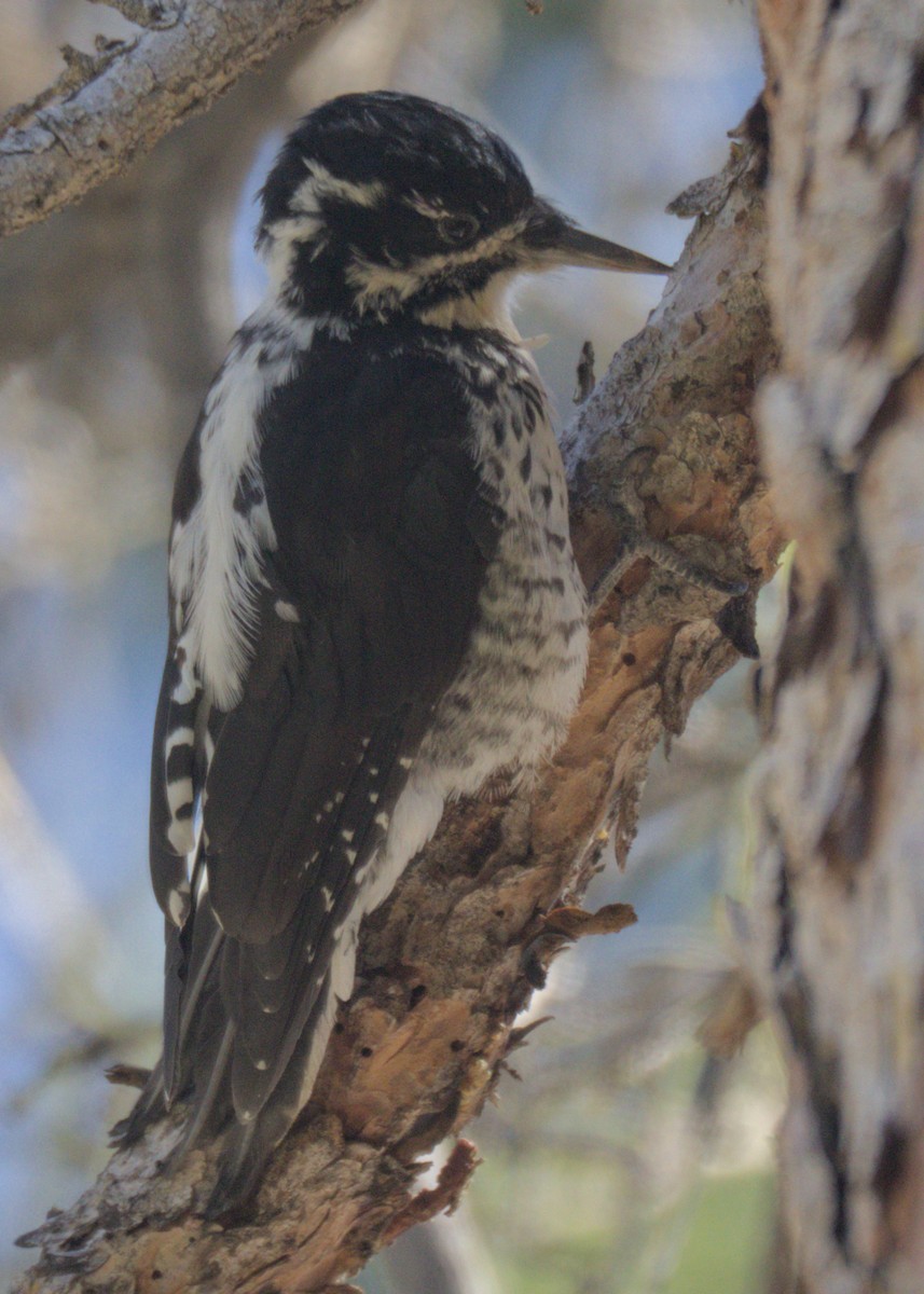 American Three-toed Woodpecker - ML623302183