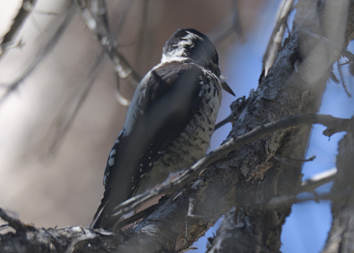 American Three-toed Woodpecker - ML623302184