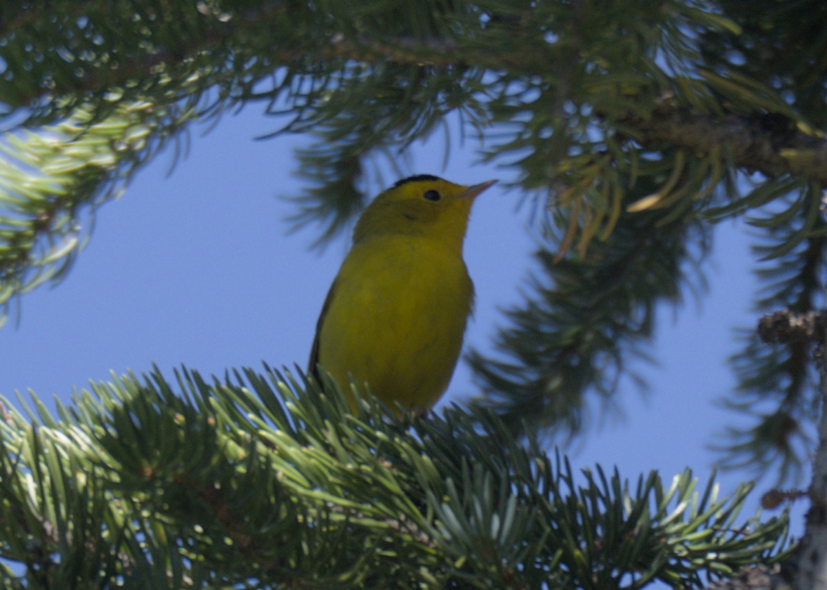 Wilson's Warbler - ML623302191