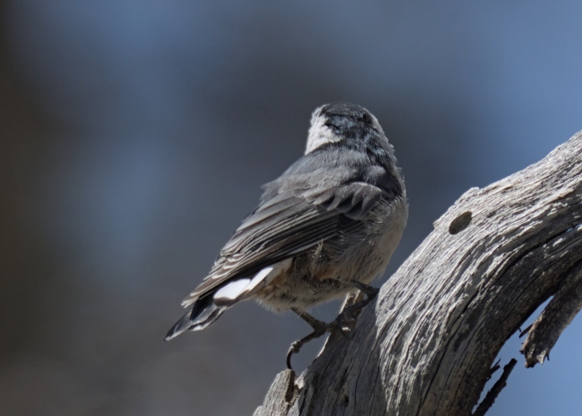 White-breasted Nuthatch - ML623302198