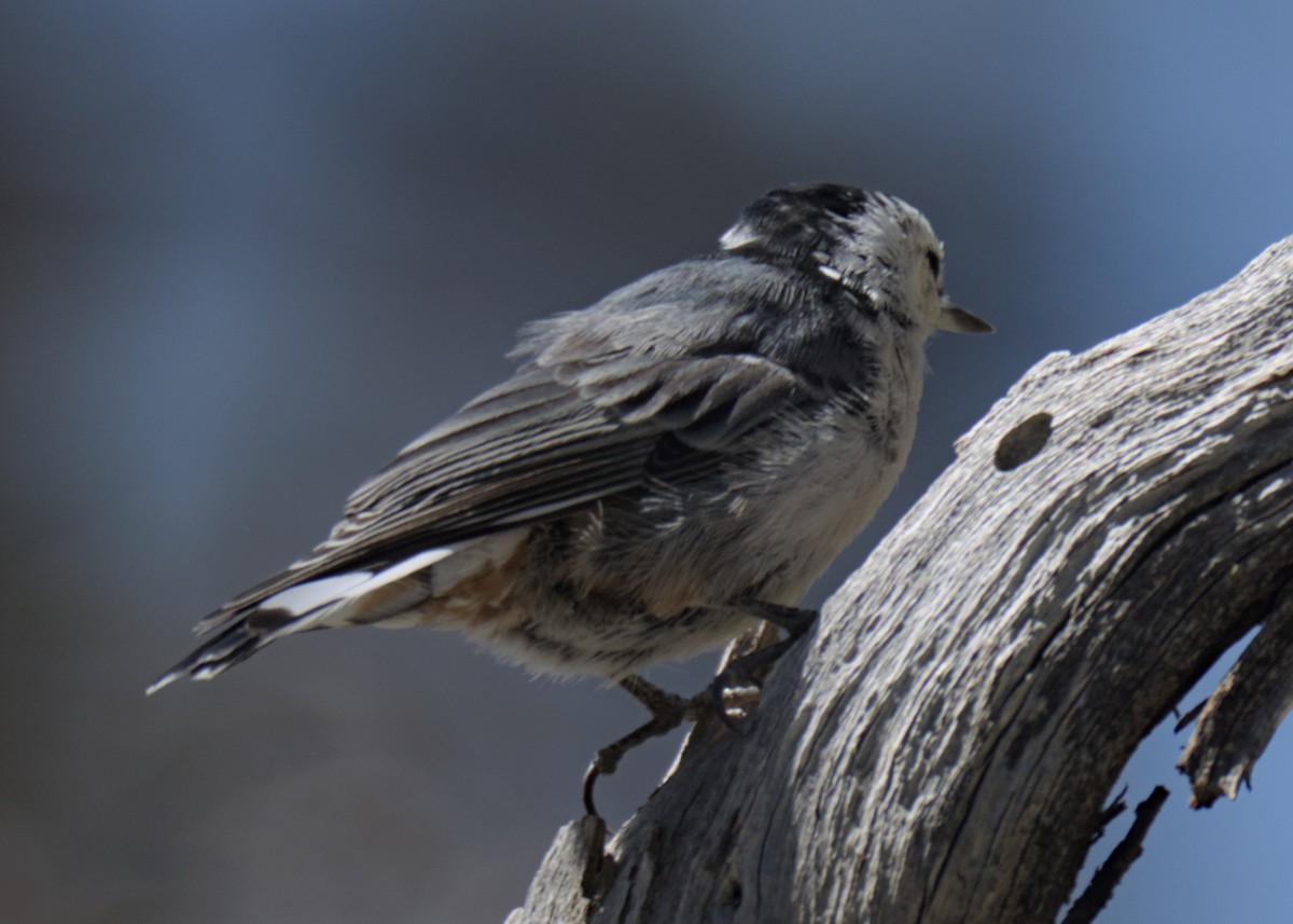 White-breasted Nuthatch - ML623302199