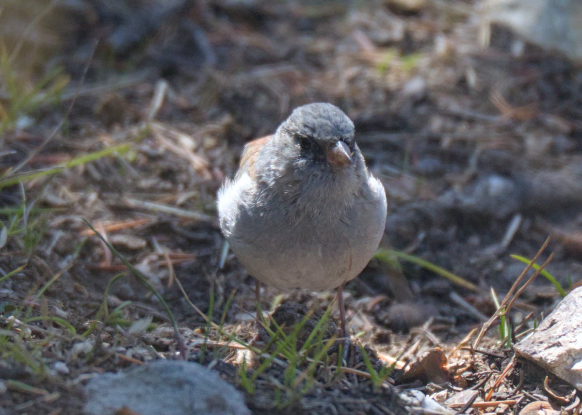 Dark-eyed Junco - ML623302203