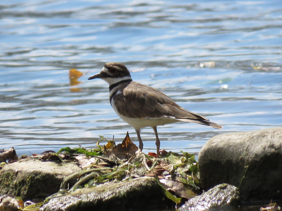 Killdeer - ML623302208