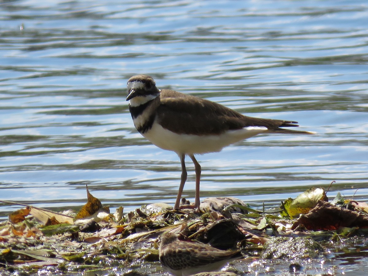 Killdeer - ML623302209