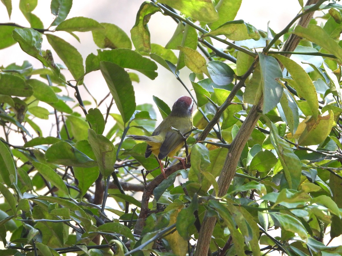 Chestnut-capped Warbler - ML623302247