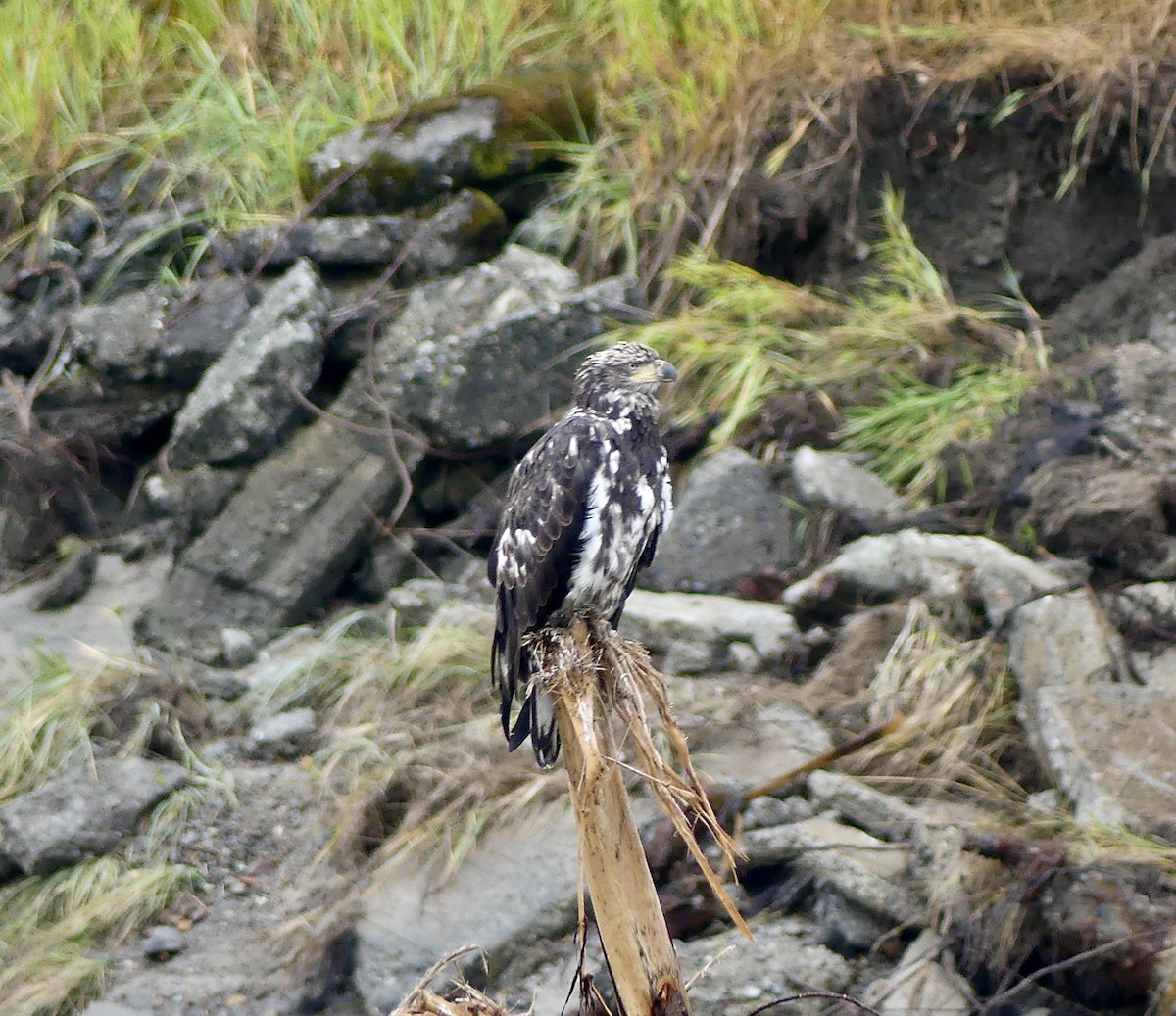 Weißkopf-Seeadler - ML623302265