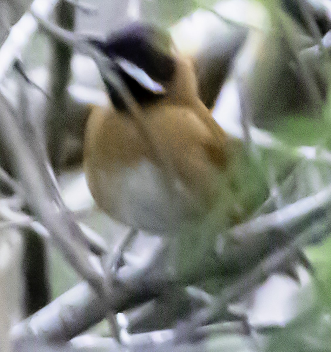 White-whiskered Spinetail - ML623302346