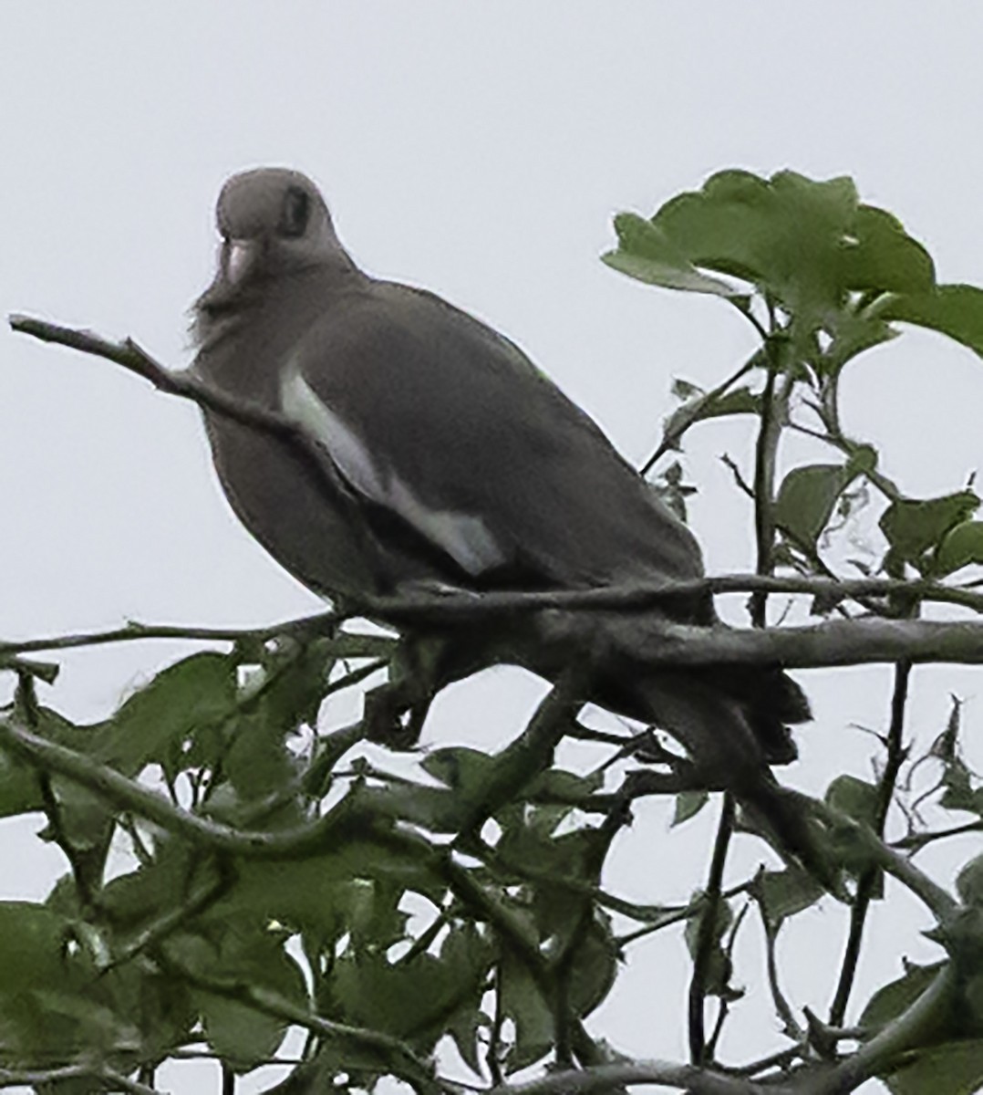 Bare-eyed Pigeon - ML623302357