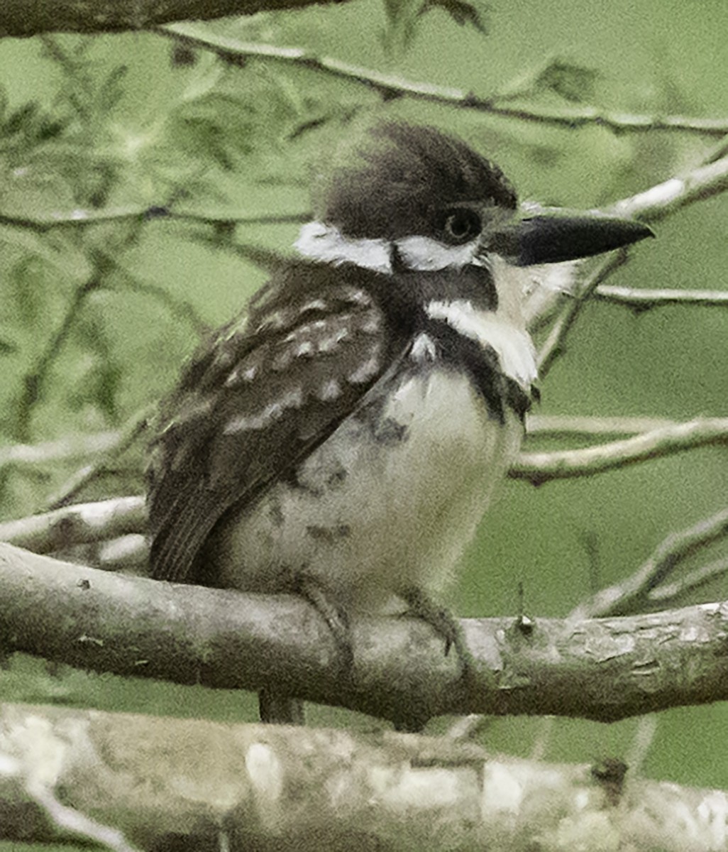 Russet-throated Puffbird - ML623302368