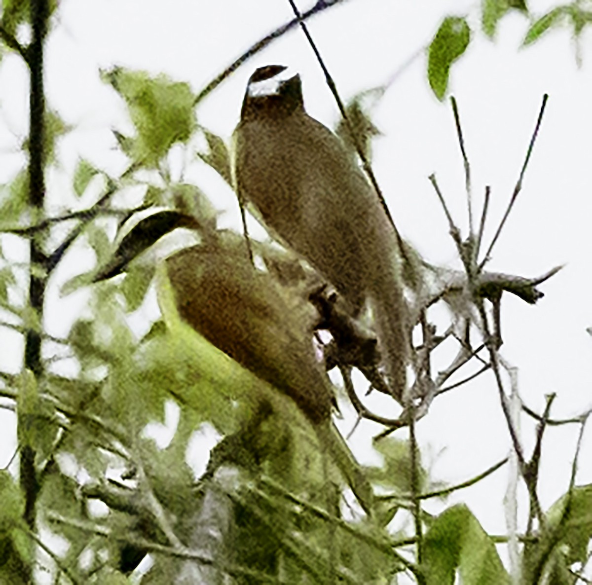 Great Kiskadee - ML623302418