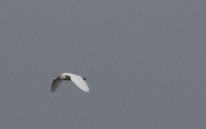 Western Cattle Egret - ML623302447