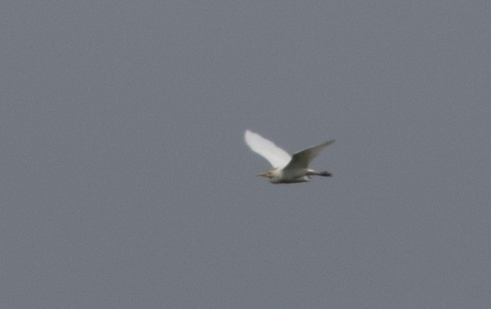 Western Cattle Egret - ML623302448