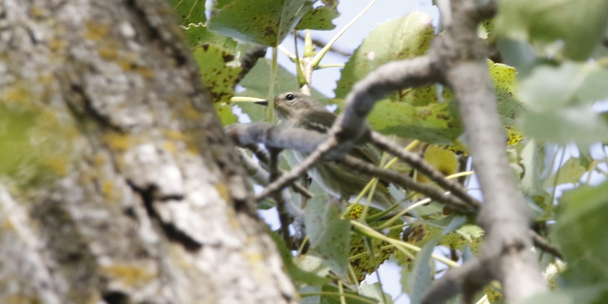 lesňáček skvrnitý - ML623302458