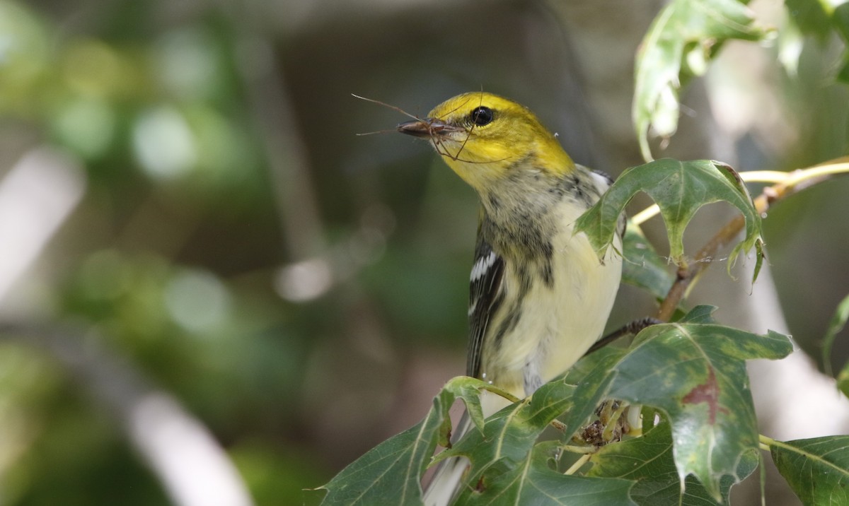 lesňáček proužkoboký - ML623302462