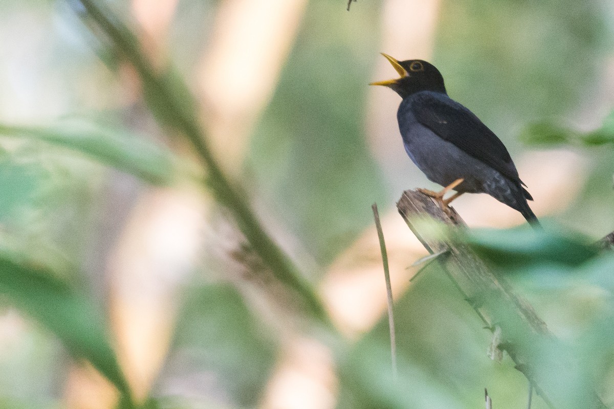 Yellow-legged Thrush - ML623302518