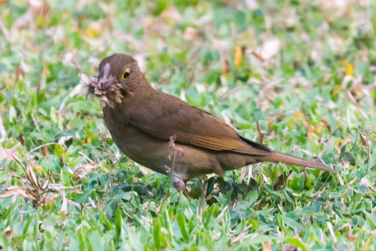 Yellow-legged Thrush - ML623302521