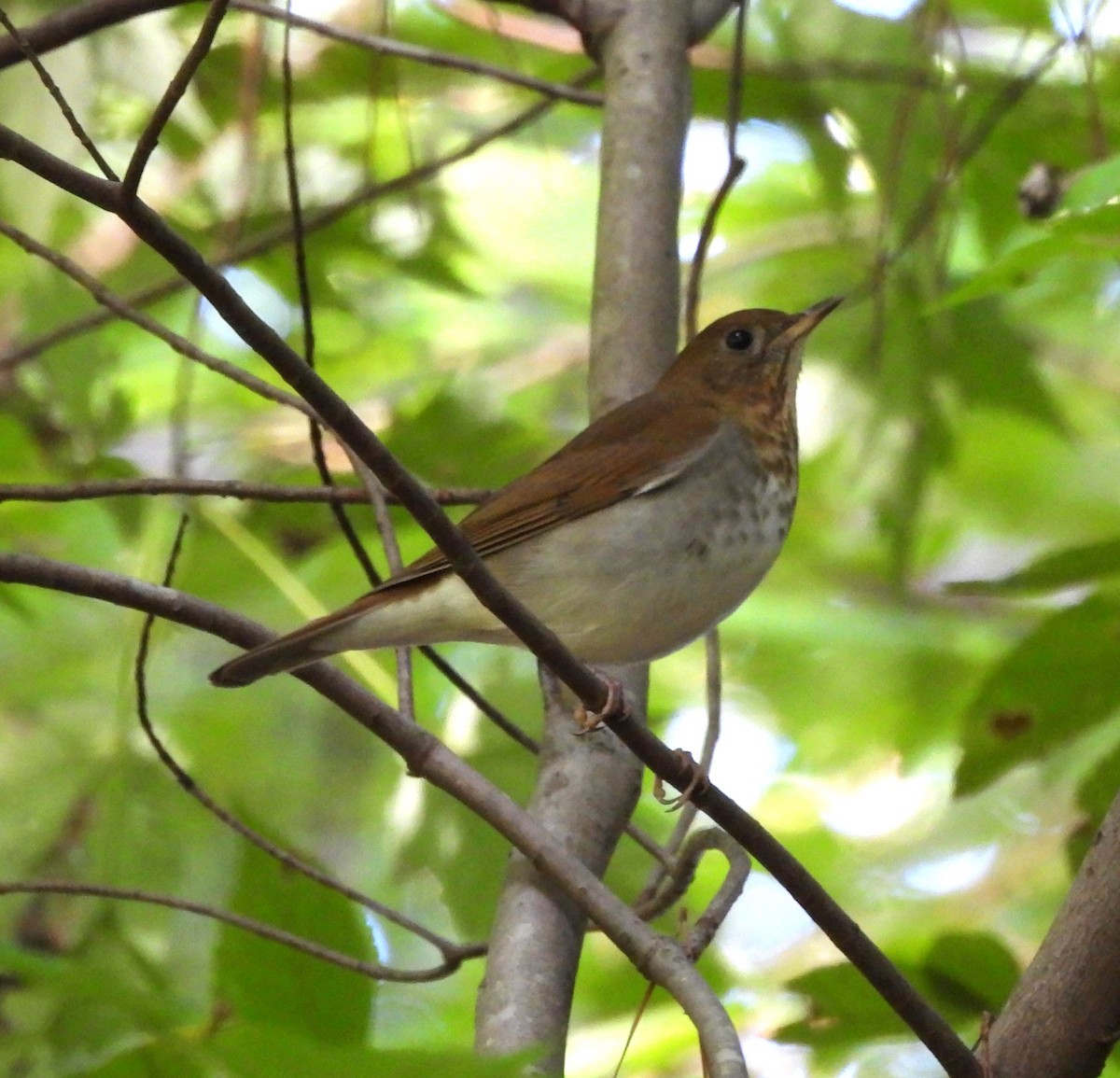 Veery - ML623302525