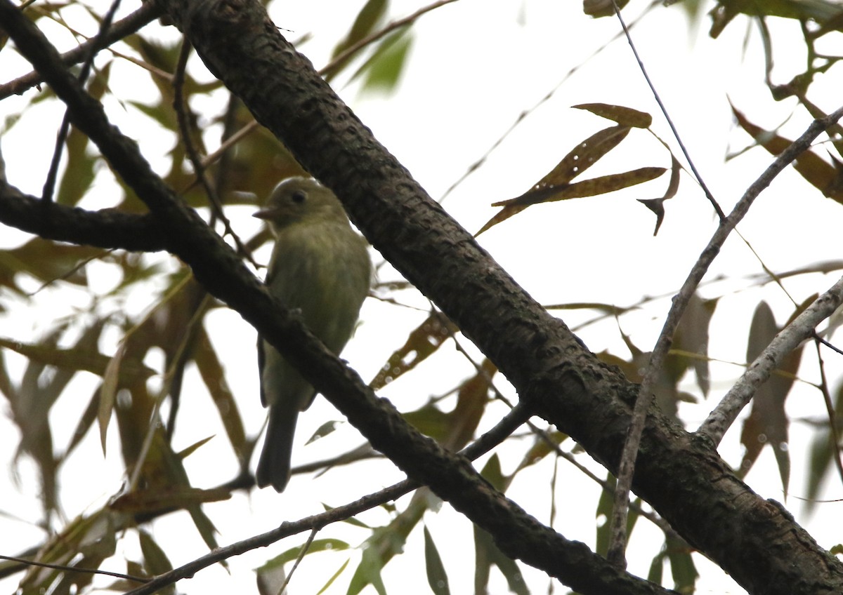 tyranovec žlutobřichý - ML623302573