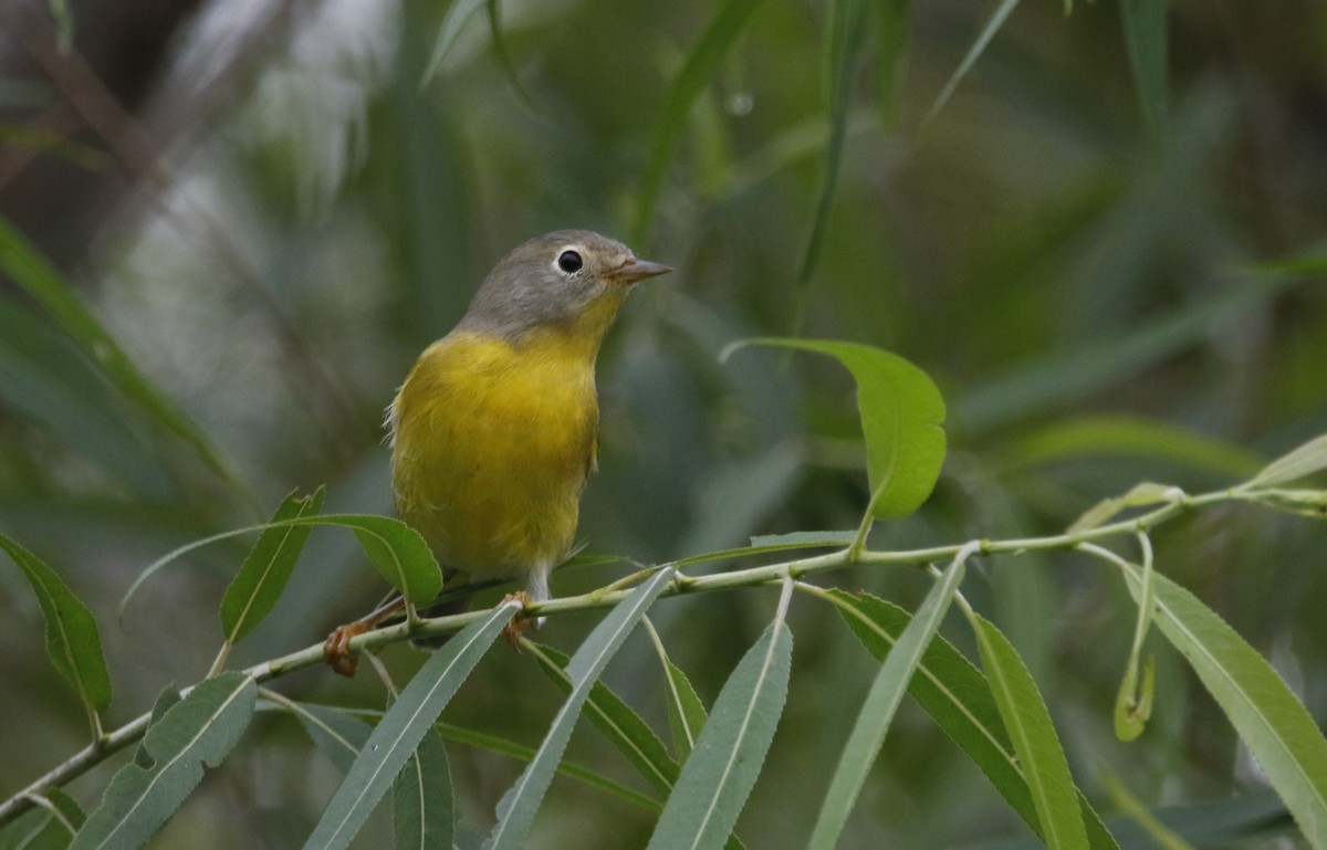 lesňáček rezavokorunkatý - ML623302579