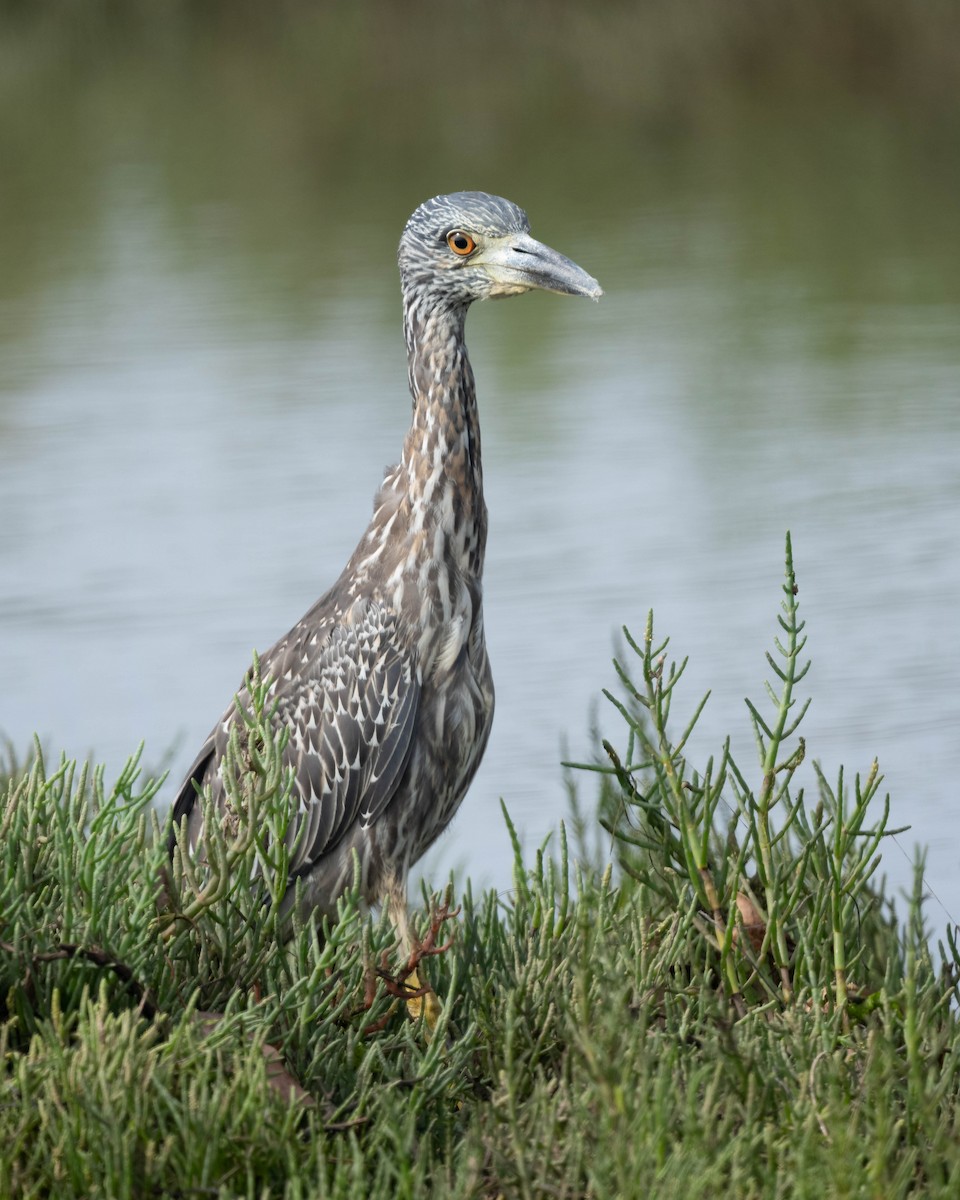 Yellow-crowned Night Heron - ML623302592