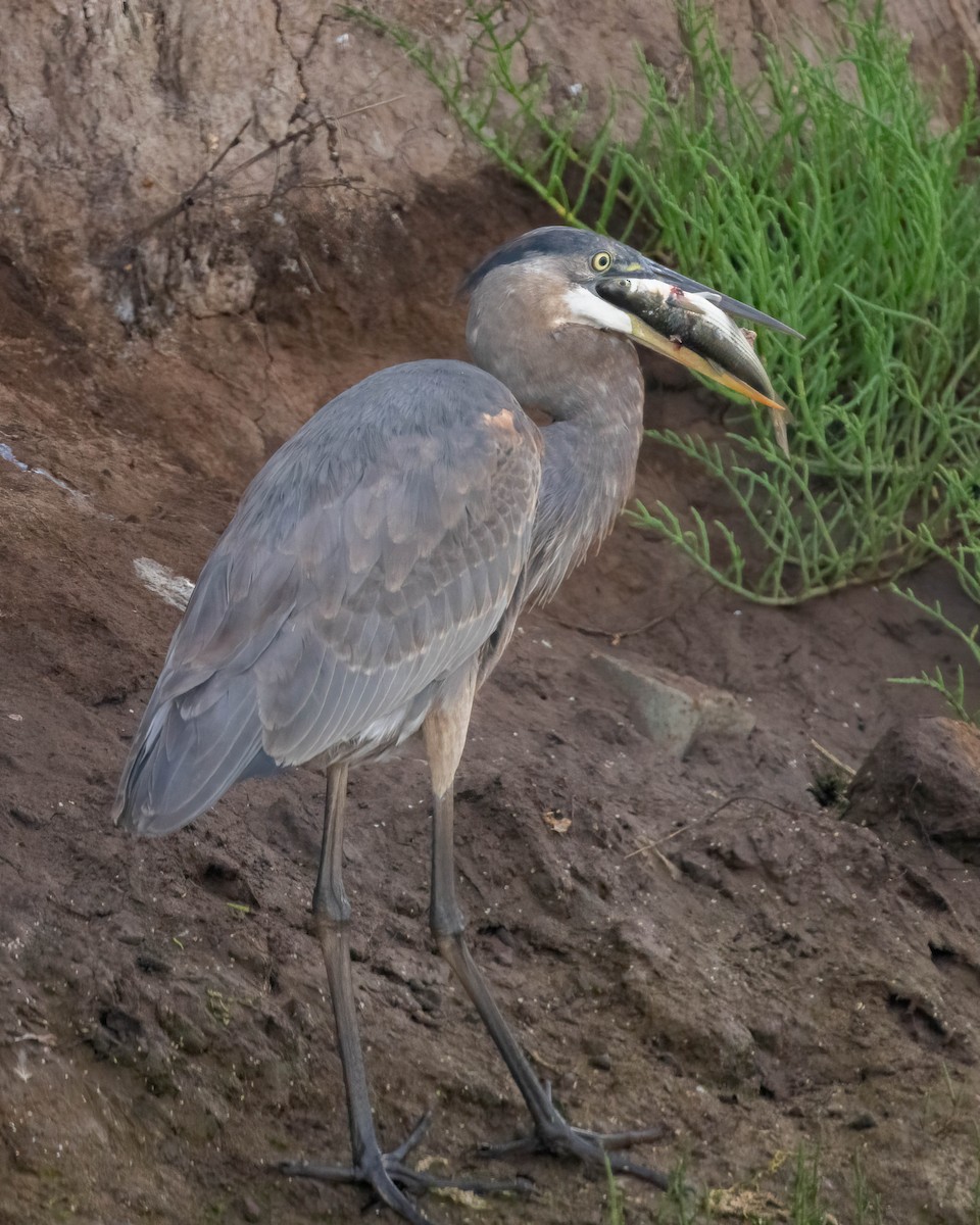 Great Blue Heron - ML623302600