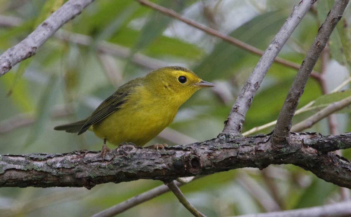 lesňáček čepičatý - ML623302604