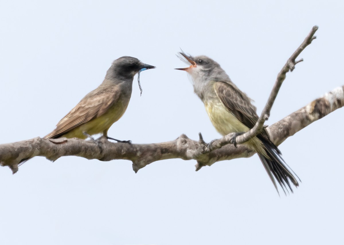 Cassin's Kingbird - ML623302610