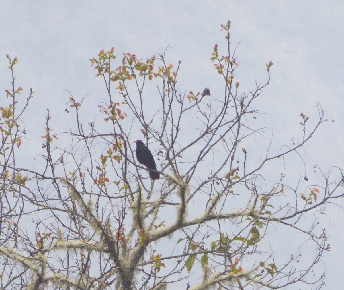 Glossy-black Thrush - ML623302656